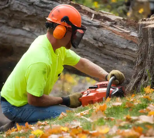 tree services Sanbornville